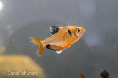 Long-Fin Serpae Tetra
