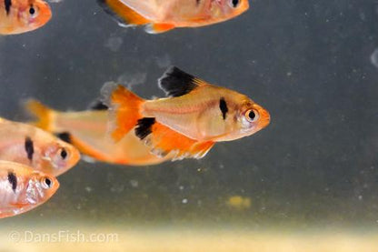 Long-Fin Serpae Tetra