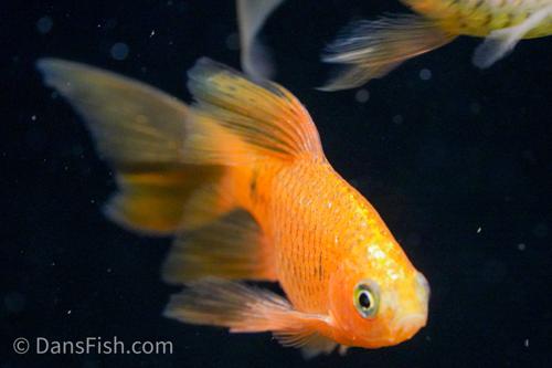Longfin Neon Rosy Barb