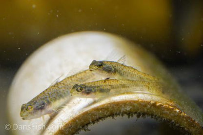 Lumbantobing Goby