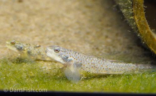 Lumbantobing Goby