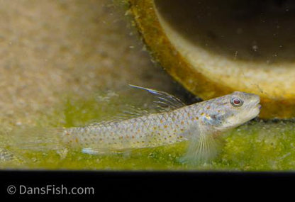 Lumbantobing Goby