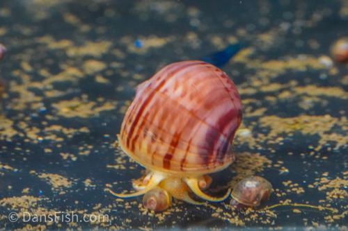 Magenta Mystery Snail, (3 pack)