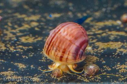 Magenta Mystery Snail, (3 pack)