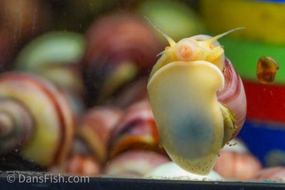 Magenta Mystery Snail, (3 pack)