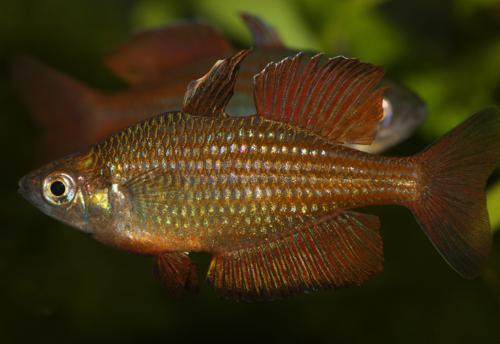 Malanda Rainbowfish 'Williams Creek"