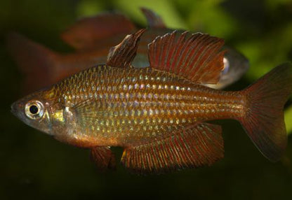 Malanda Rainbowfish 'Williams Creek"