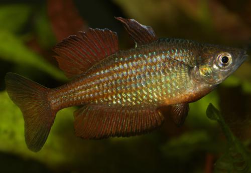 Malanda Rainbowfish 'Williams Creek"