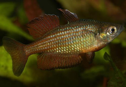 Malanda Rainbowfish 'Williams Creek"