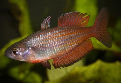 Malanda Rainbowfish 'Williams Creek"