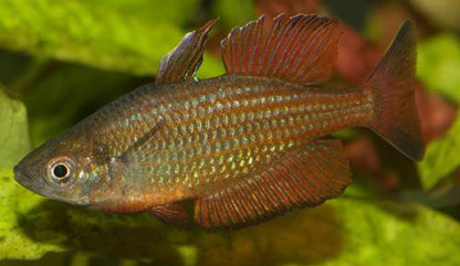Malanda Rainbowfish 'Williams Creek"