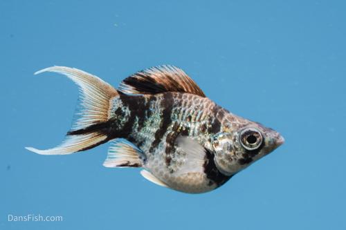 Marble Platinum Balloon Molly, Female