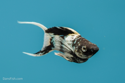 Marble Platinum Balloon Molly, Female