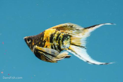 Marble Platinum Balloon Molly, Female