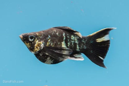 Marble Platinum Balloon Molly, Female