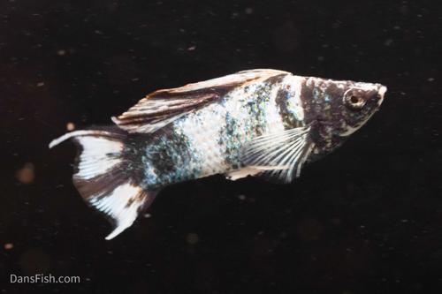 Marble Platinum Lyretail Sailfin Mollies, Female