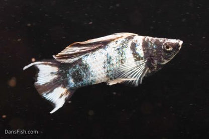 Marble Platinum Lyretail Sailfin Mollies, Female