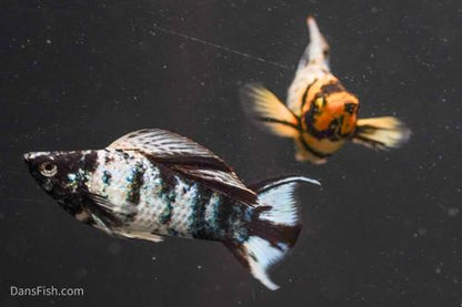 Marble Platinum Lyretail Sailfin Mollies, Female