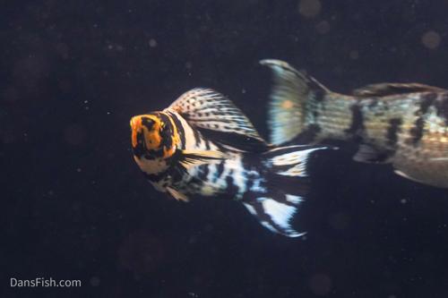 Marble Platinum Lyretail Sailfin Mollies, Female