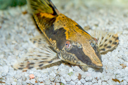 Marble Sturisoma Whiptail Catfish