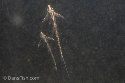 Marble Sturisoma Whiptail Catfish