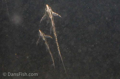 Marble Sturisoma Whiptail Catfish
