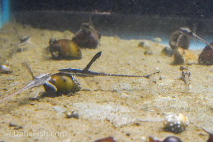 Marble Sturisoma Whiptail Catfish