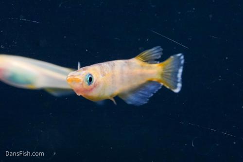 Marbled Orange Medaka Ricefish