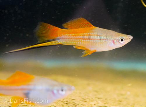 Marigold Swordtail -Pair, Pair (1M1F)