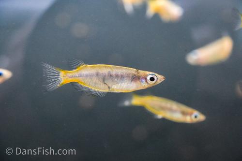 Matano Ricefish
