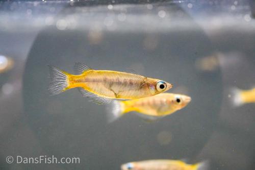 Matano Ricefish