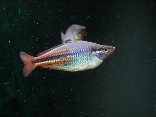 Melanotaenia affinis 'Pagwi'