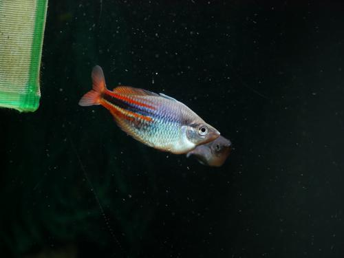 Melanotaenia affinis 'Pagwi'