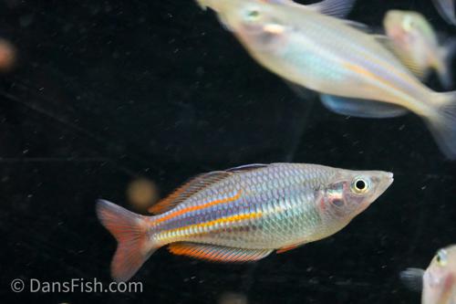 Melanotaenia affinis 'Pagwi'