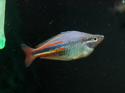 Melanotaenia affinis 'Pagwi'
