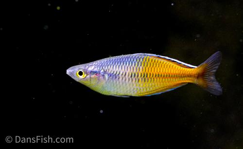 Melanotaenia ajamaruensis, Male