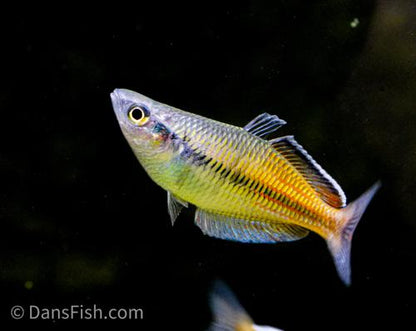 Melanotaenia ajamaruensis, Male