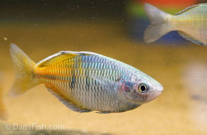 Melanotaenia boesemani "Lake Ajamaru" -Reverse Trio, Reverse Trio (2M1F)