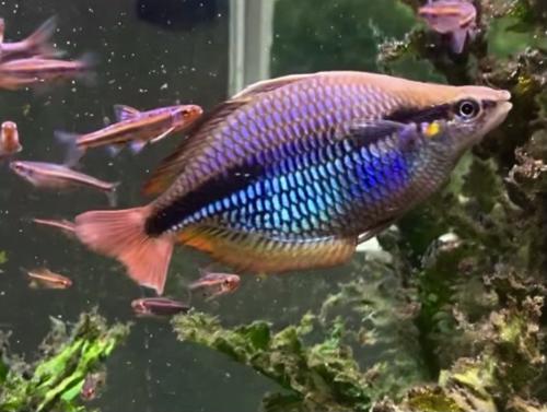 Melanotaenia goldiei "Kiura"