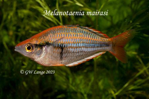 Melanotaenia mairasi, Pair (1M1F)