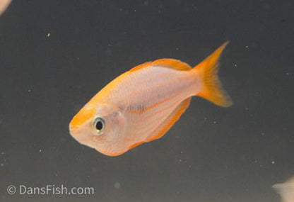 Melanotaenia mairasi, Pair (1M1F)