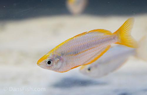 Melanotaenia mairasi, Pair (1M1F)