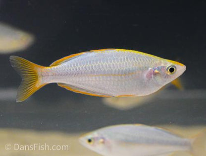 Melanotaenia mairasi, Pair (1M1F)
