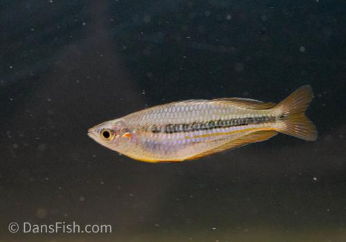 Melanotaenia nigrans "George Creek"