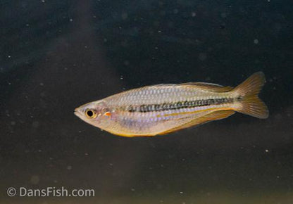 Melanotaenia nigrans "George Creek"