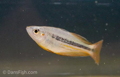 Melanotaenia nigrans "George Creek"