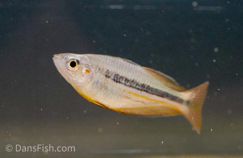 Melanotaenia nigrans "George Creek"