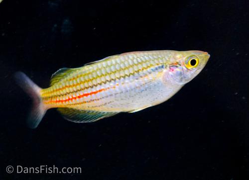 Melanotaenia papuae -Pair, Pair (1M1F)