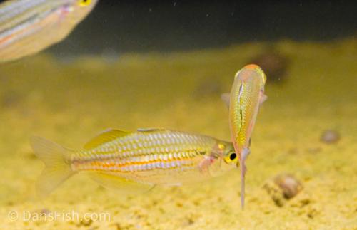 Melanotaenia papuae -Pair, Pair (1M1F)