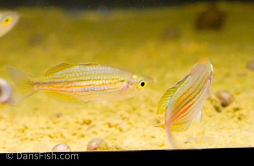 Melanotaenia papuae -Pair, Pair (1M1F)
